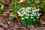 Background, botany and ground with flowers in garden for horticulture or spring landscaping. Ecology, nature and plants with galanthus nivalis outdoor in backyard for growth of botanical vegetation