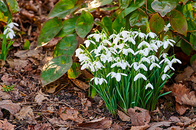 Buy stock photo Background, botany and ground with flowers in garden for horticulture or spring landscaping. Ecology, nature and plants with galanthus nivalis outdoor in backyard for growth of botanical vegetation