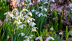 Background, ecology and growth with flowers in garden for horticulture or spring landscaping. Botany, nature and plants with galanthus nivalis growing outdoor in backyard for botanical vegetation