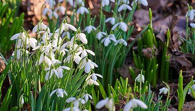 Buy stock photo Background, ecology and growth with flowers in garden for horticulture or spring landscaping. Botany, nature and plants with galanthus nivalis growing outdoor in backyard for botanical vegetation
