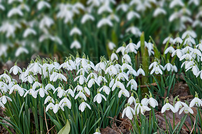 Buy stock photo Snowdrop, natural outdoor and peace in botany, eco friendly environment and flowerbed for growth. Forest, blooming and public park for horticulture plants, sustainable wildlife and woods for harmony