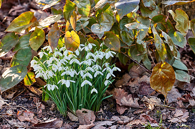Buy stock photo Snowdrop, natural bush and peace in garden, eco friendly environment and flowerbed for growth. Forest, blooming and public park for horticulture plants, sustainable wildlife and woods for harmony