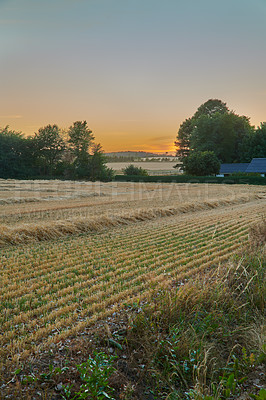Buy stock photo Field, countryside and ecosystem with agriculture, sunset and environment with growth. Empty, trees and outdoor with sustainability, eco friendly and landscape with harvest, organic grain or wheat