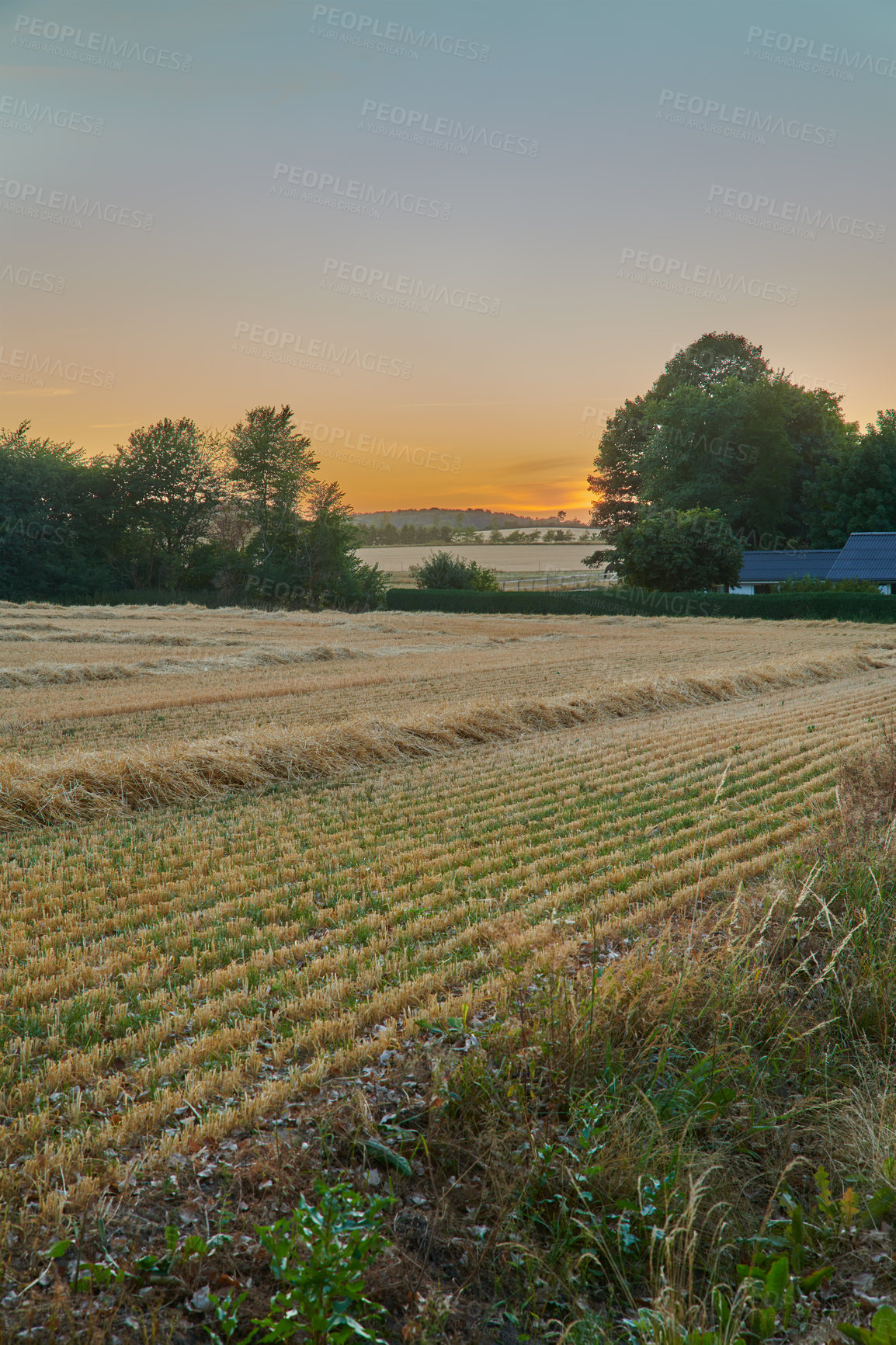 Buy stock photo Field, countryside and ecosystem with agriculture, sunset and environment with growth. Empty, trees and outdoor with sustainability, eco friendly and landscape with harvest, organic grain or wheat
