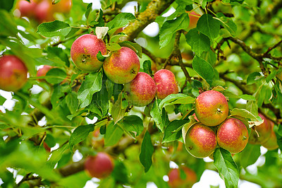 Buy stock photo Agriculture, organic and tree with apples on farm for growth, harvest or sustainability. Environment, food and rural with fruit growing outdoor in spring countryside for agricultural industry