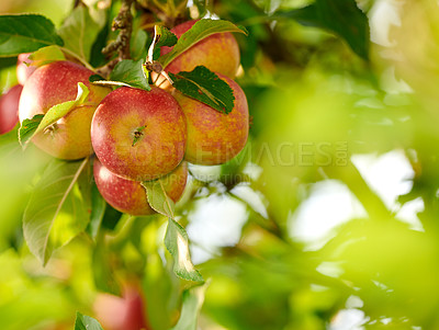 Buy stock photo Agriculture, fruit and spring with apple tree on farm for growth, harvest or sustainability. Ecology, nature and organic with produce growing outdoor in rural countryside for agricultural industry