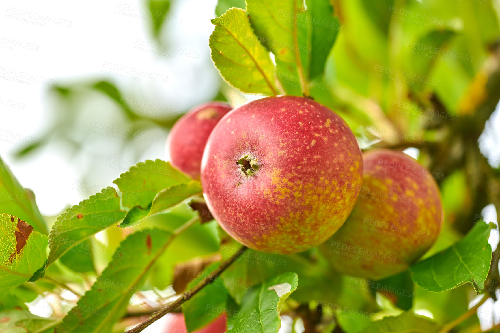 Buy stock photo Agriculture, fruit and organic with apple tree on farm for growth, harvest or sustainability. Environment, food and nature with produce growing outdoor in rural countryside for agricultural industry