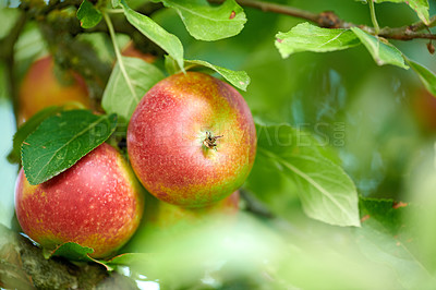Buy stock photo Agriculture, background and organic with apple tree on farm for growth, harvest or sustainability. Environment, food and wallpaper with fruit growing in rural countryside for agricultural industry