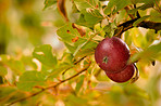 Red apple, nutrition and growth in nature, fruit and sustainability of agriculture in farm or outdoor. Leaves, color and crops for food industry, eco friendly and season for harvest, closeup or fresh