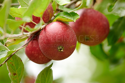 Buy stock photo Agriculture, fruit and organic with red apple tree on farm for growth, harvest or sustainability. Environment, food and nature with produce growing in rural countryside for agricultural industry