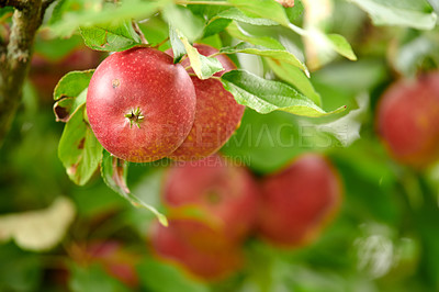 Buy stock photo Agriculture, farm and tree with bunch of apples in orchard for growth, harvest or sustainability. Environment, nature and produce with fruit growing outdoor in countryside for agricultural industry