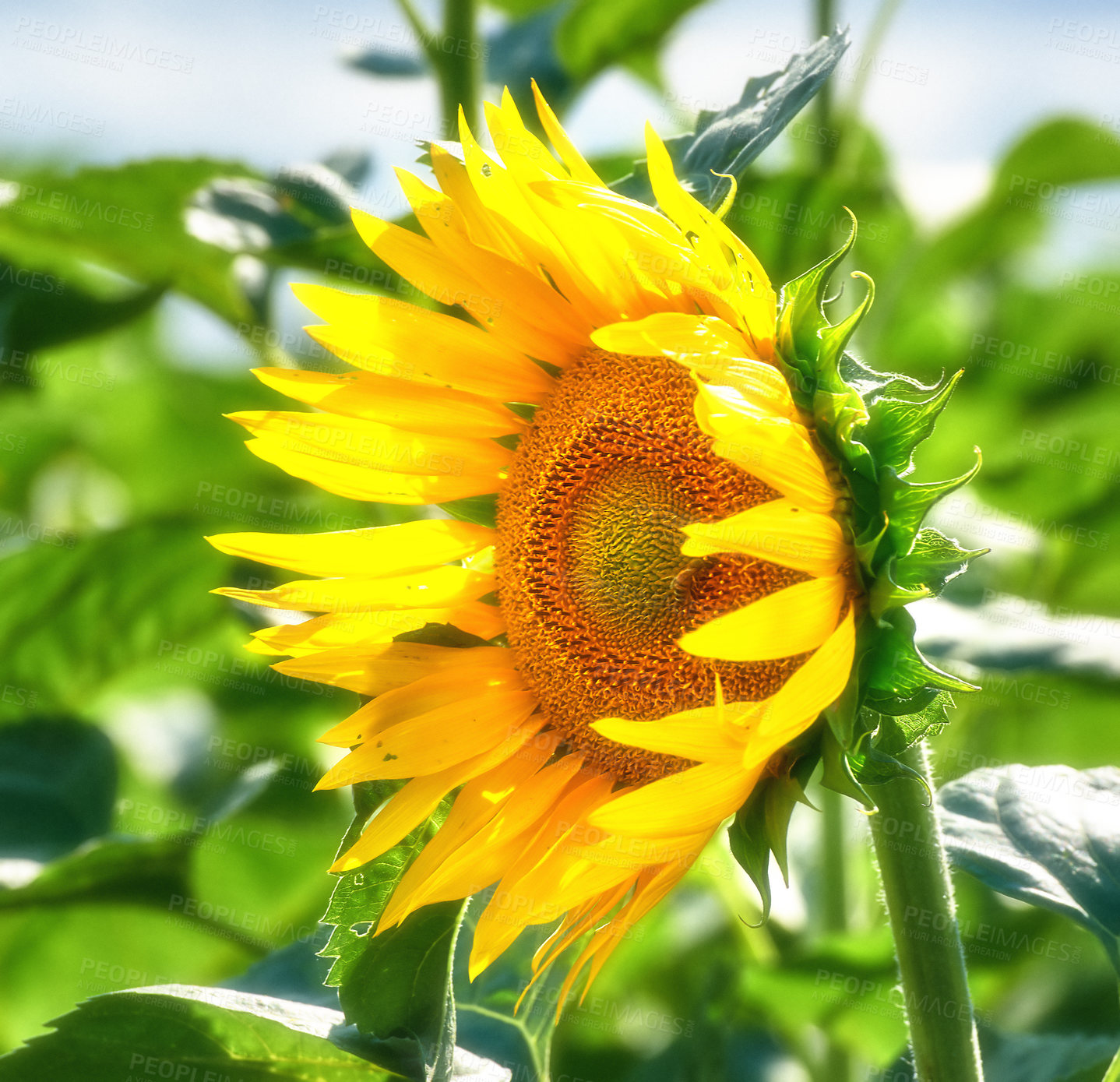 Buy stock photo Blooming, nature and sunflowers with growth for closeup, botanical environment or harvest in summer. Garden, ecology and outdoor agriculture field for petals, pollination and plants in countryside