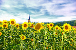 Blooming, nature and sunflowers with growth for field, botanical environment or harvest in summer. Garden, ecology and outdoor agriculture for landscape, pollination and plants in countryside farm