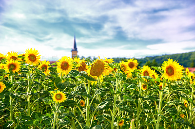 Buy stock photo Blooming, nature and sunflowers with growth for field, botanical environment or harvest in summer. Garden, ecology and outdoor agriculture for landscape, pollination and plants in countryside farm