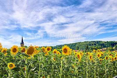 Buy stock photo Harvest, nature and sunflowers with growth for landscape, botanical environment or blooming in summer. Garden, ecology and outdoor agriculture for field, pollination and plants in countryside farm