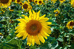 Blooming, nature and sunflowers with petals for closeup, botanical environment or harvest in summer. Garden, ecology and outdoor agriculture field for growth, pollination and plants in countryside 