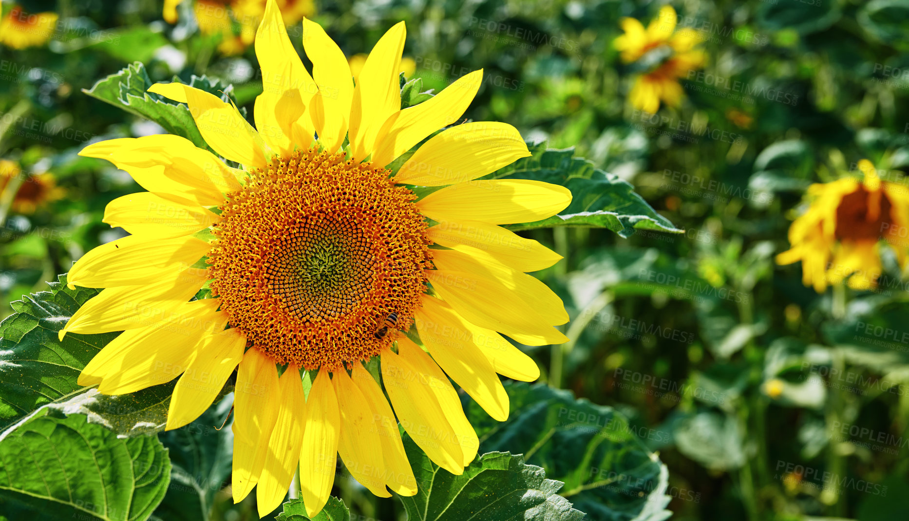 Buy stock photo Field, nature and sunflower with petals for closeup, botanical environment or harvest in summer. Garden, ecology and outdoor agriculture growth for blooming, pollination and plants in countryside 