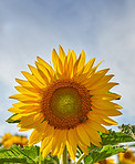 Harvest, nature and sunflowers with growth for closeup, botanical environment or blooming in summer. Garden, ecology and outdoor agriculture field for petals, pollination and plants in countryside