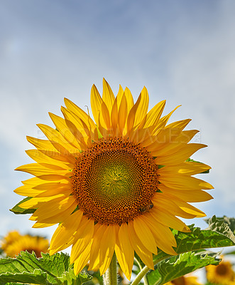 Buy stock photo Harvest, nature and sunflowers with growth for closeup, botanical environment or blooming in summer. Garden, ecology and outdoor agriculture field for petals, pollination and plants in countryside