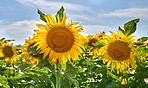 Sunflowers, nature and plants in environment, floral and blossom in countryside, outdoor or growth. Vibrant, colorful and sustainability in field, eco friendly and scenery of greenery or peace in USA