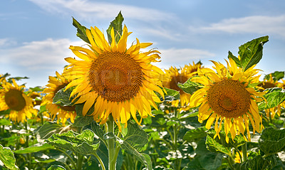 Buy stock photo Sunflowers, nature and plants in environment, floral and blossom in countryside, outdoor or growth. Vibrant, colorful and sustainability in field, eco friendly and scenery of greenery or peace in USA
