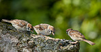 Bird watching, sparrow and group in nature for environment, sustainability and eating in countryside habitat. Garden, ecology and animal for hobby, ornithology and eurasian tit in outdoors landscape