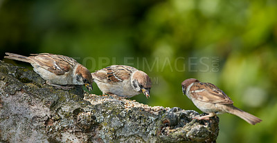 Buy stock photo Bird watching, sparrow and group in nature for environment, sustainability and eating in countryside habitat. Garden, ecology and animal for hobby, ornithology and eurasian tit in outdoors landscape