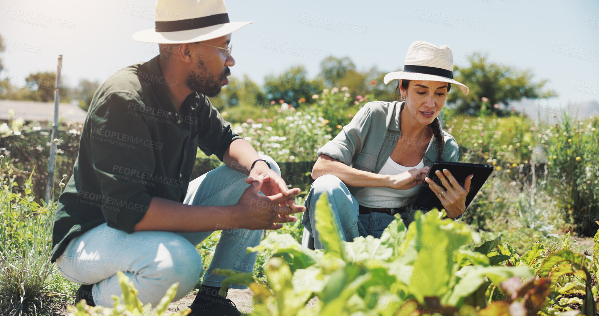 Buy stock photo Farm, tablet and people with plants talking for growth, sustainability and harvesting crops. Agriculture, nature and man and woman on tech for environment, vegetable health and online inspection