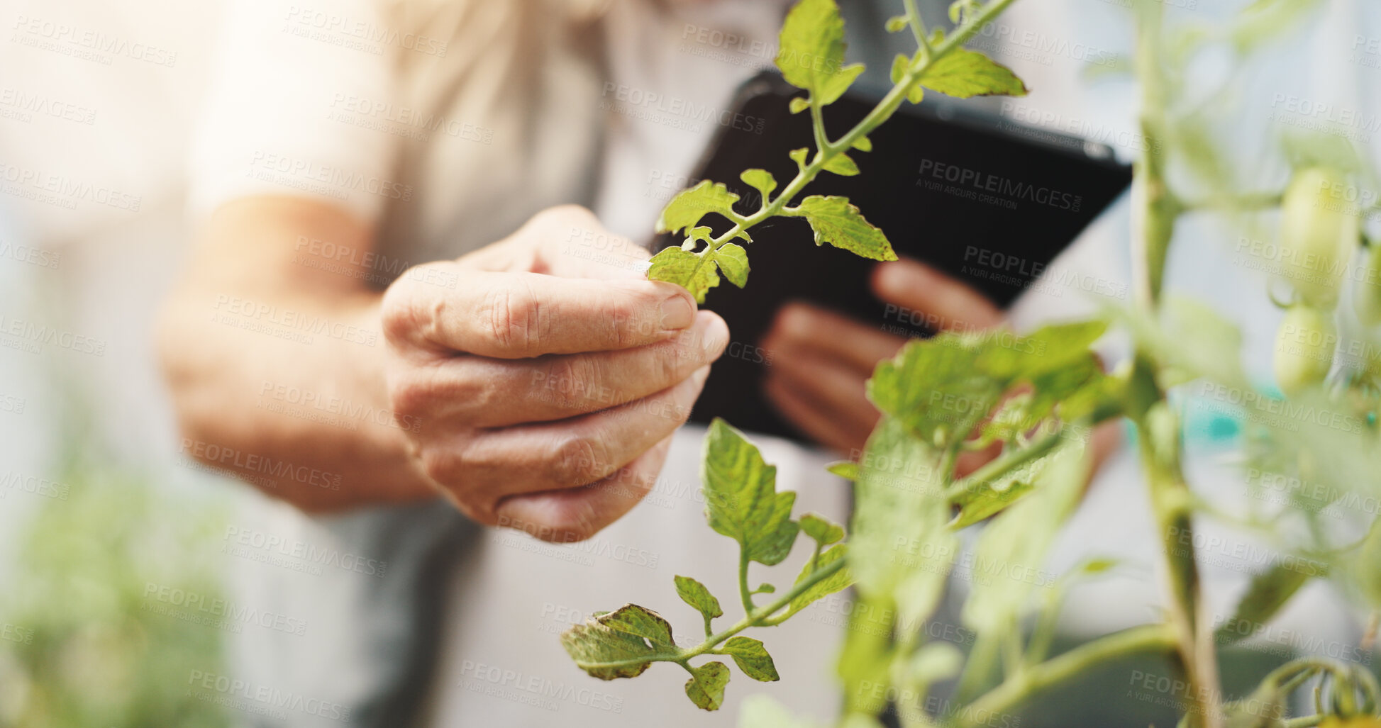 Buy stock photo Agriculture, inspection and hands with plants, growth and checking for harvest, farmer and outdoor. Sustainable business, production and person with tablet in environment and quality assurance