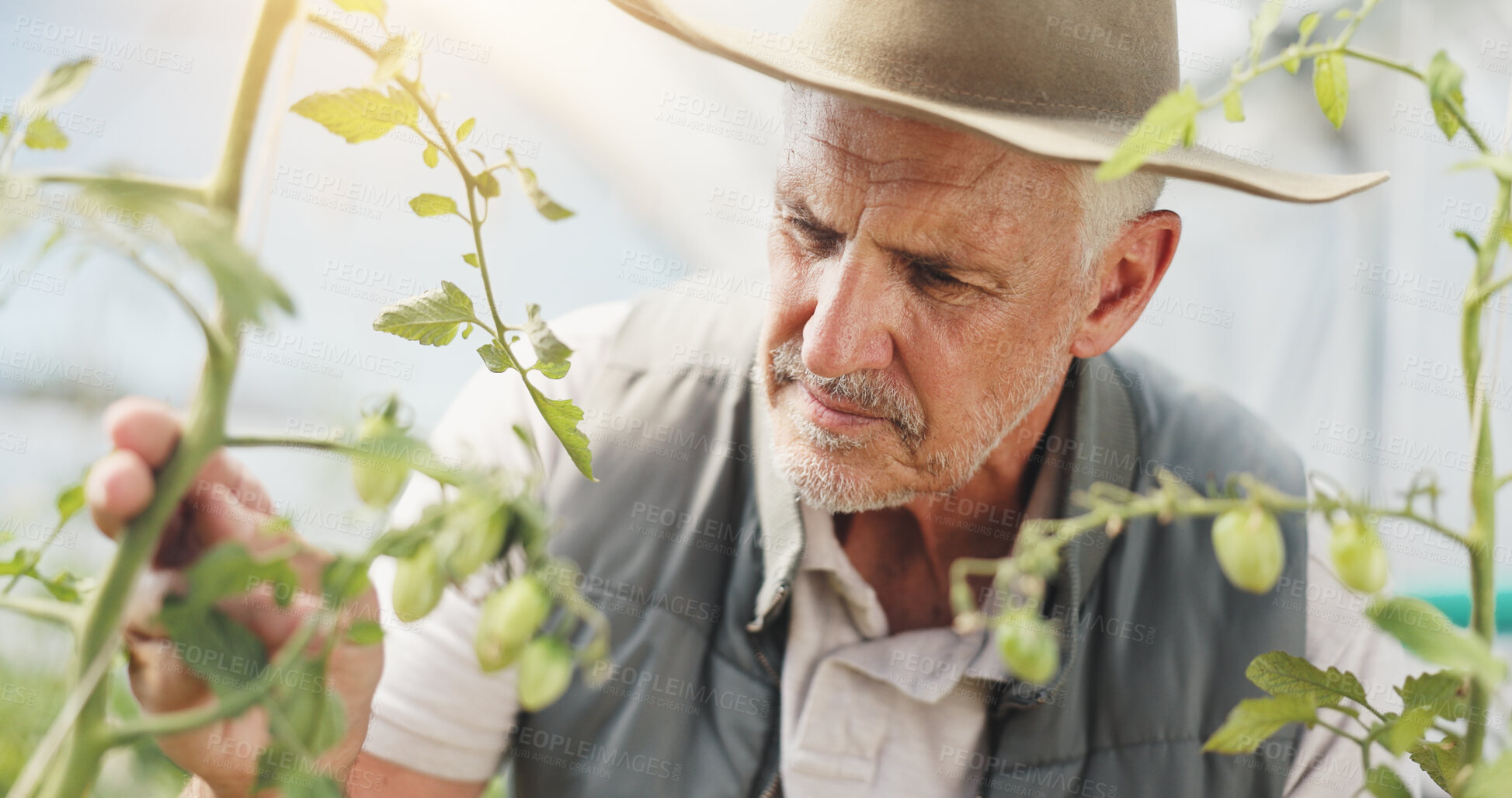 Buy stock photo Agriculture, inspection and checking for growth, man and harvest in greenhouse, farmer and serious. Sustainable business, production and mature person with plants, nature and quality assurance