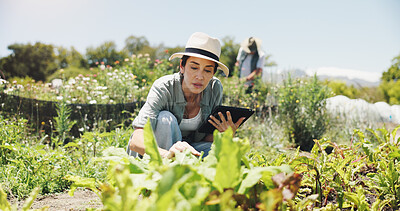 Buy stock photo Agriculture, inspection and woman with tablet, nature and checking for harvest, farmer or outdoor. Sustainable business, production and people with plants in environment, serious or quality assurance