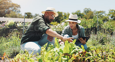 Buy stock photo Farm, tablet and people with vegetables in countryside for growth, sustainability and harvest crops. Agriculture, nature and man and woman on tech for environment, plant health and online inspection