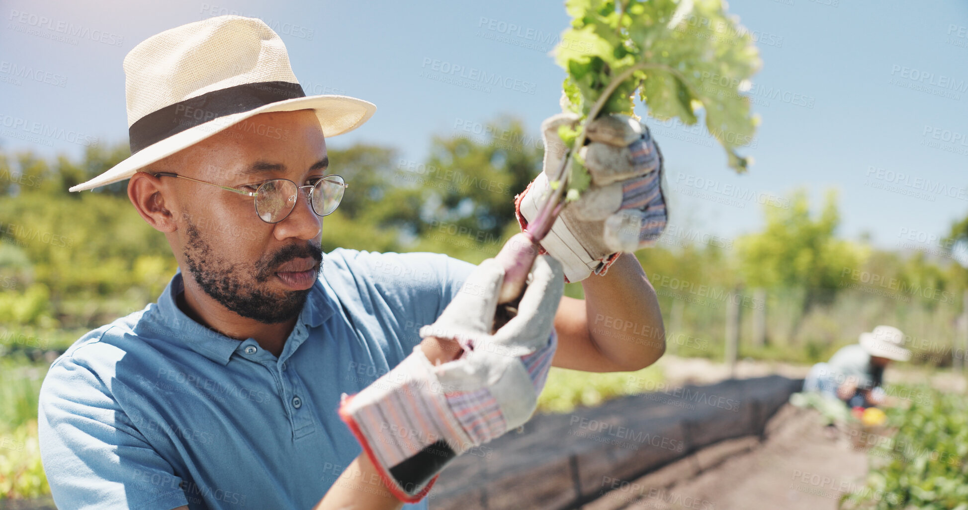 Buy stock photo Farmer, agriculture and man with vegetables inspection on field for harvesting, food production or quality assurance. Agribusiness, black person or checking turnip for sustainability or healthy crops