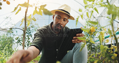 Buy stock photo Agriculture, inspection and man in greenhouse, harvest and checking for growth, farmer and outdoor. Sustainable business, production and black person with plants in environment and quality assurance