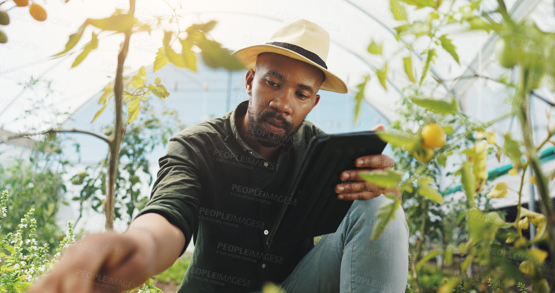 Buy stock photo Agriculture, inspection and man in greenhouse, harvest and checking for growth, farmer and outdoor. Sustainable business, production and black person with plants in environment and quality assurance
