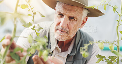 Buy stock photo Nature, inspection and checking for growth, man and harvest in greenhouse, farmer and serious. Sustainable business, production and mature person with plants, agriculture and quality assurance
