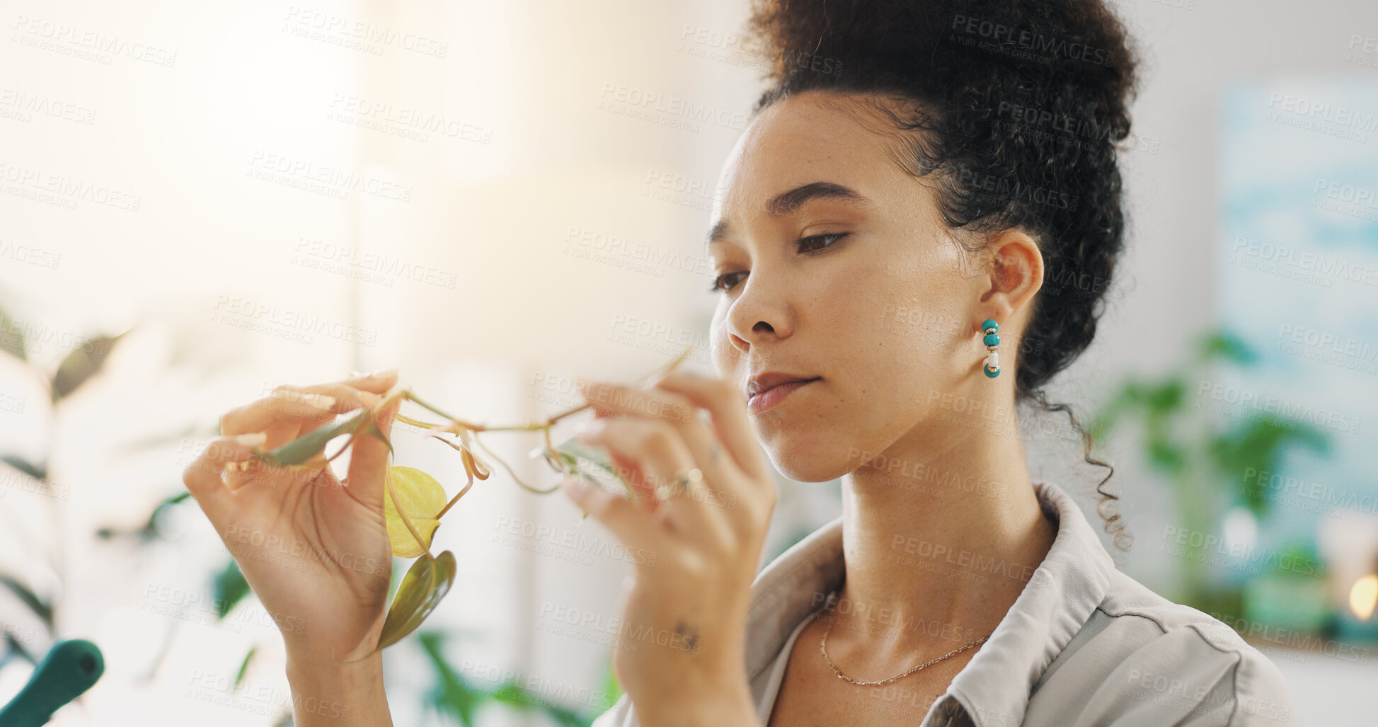 Buy stock photo Leaf, plant and check with woman at home for inspection, growth progress and garden health. Environment, sustainability and wellness with person in apartment for botany hobby, florist and sprout