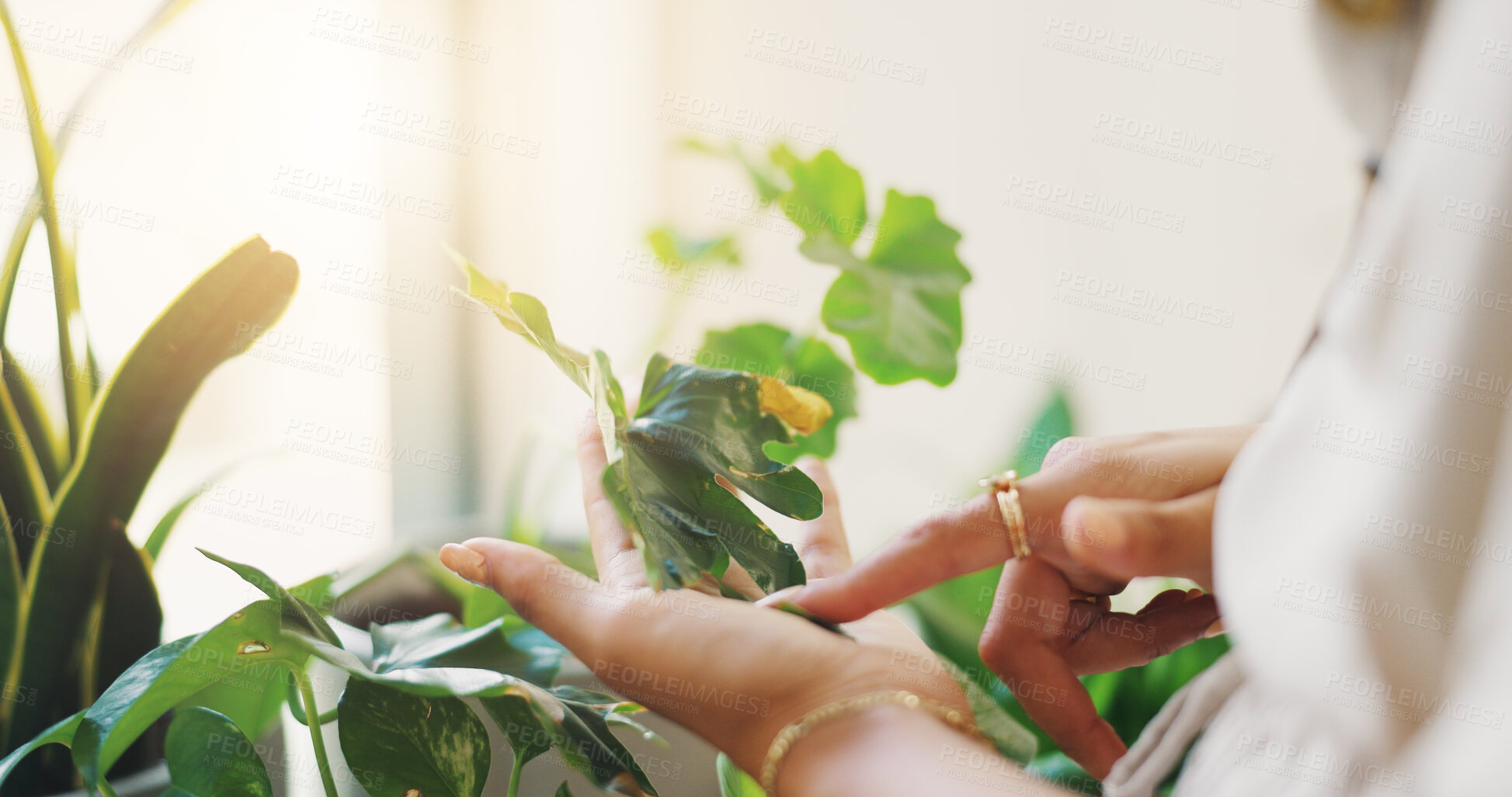 Buy stock photo Hands, gardening and person with plants, home and inspection for growth of leaves and sustainability. Fresh, eco friendly and checking for quality control, environment or closeup of gardener in house