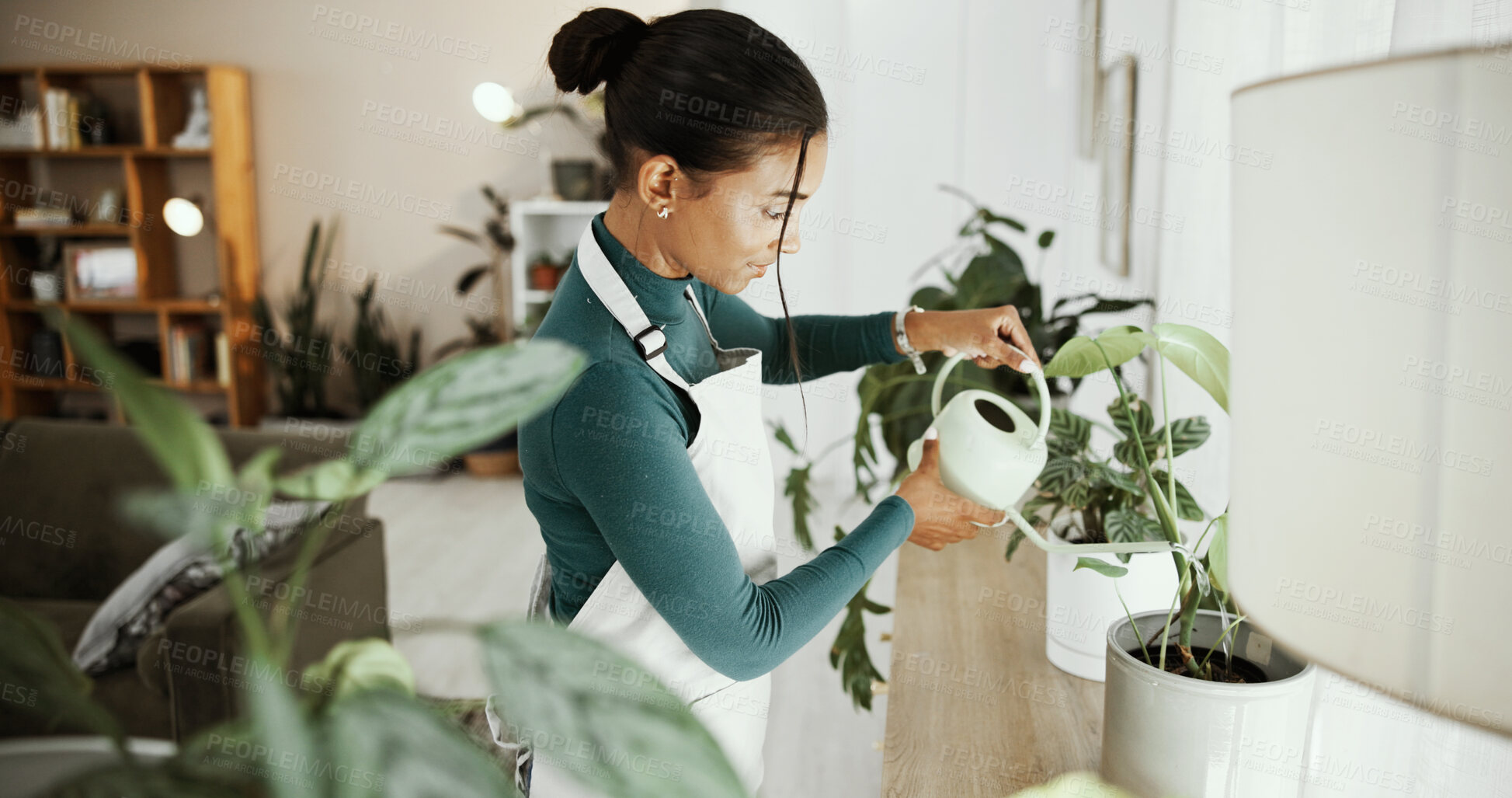 Buy stock photo Home, woman and water plants for growth, care or hydration for natural sustainability. Green leaves, florist and can for ecology hobby, gardening and health for botany or maintenance in living room