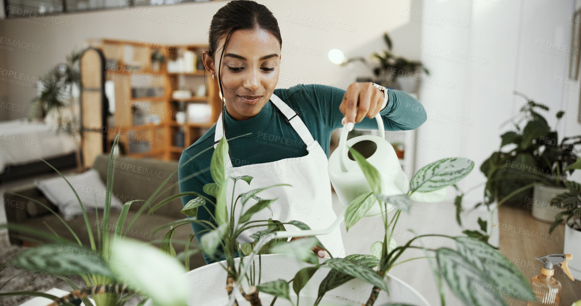 Buy stock photo Home, woman and water plants for ecology, sustainability or hydration for natural growth with care. Green leaves, florist and can for hobby, gardening and health for botany or maintenance in lounge