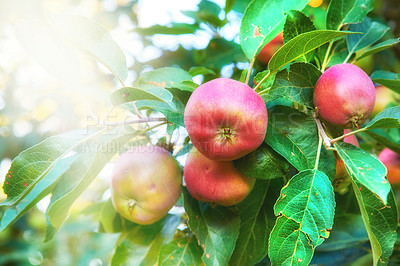 Buy stock photo Agriculture, fruit and organic with apple tree on farm for growth, harvest or sustainability. Environment, nature and spring with food growing outdoor in rural countryside for produce industry