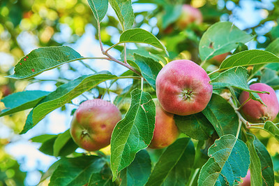 Buy stock photo Agriculture, environment and organic with apple tree on farm for growth, harvest or sustainability. Ecology, food and nature with fruit growing outdoor in rural countryside for produce industry
