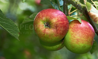 Buy stock photo Environment, fruit and orchard with apple tree on farm for growth, harvest or sustainability. Agriculture, food and nature with produce growing outdoor in rural countryside for organic industry
