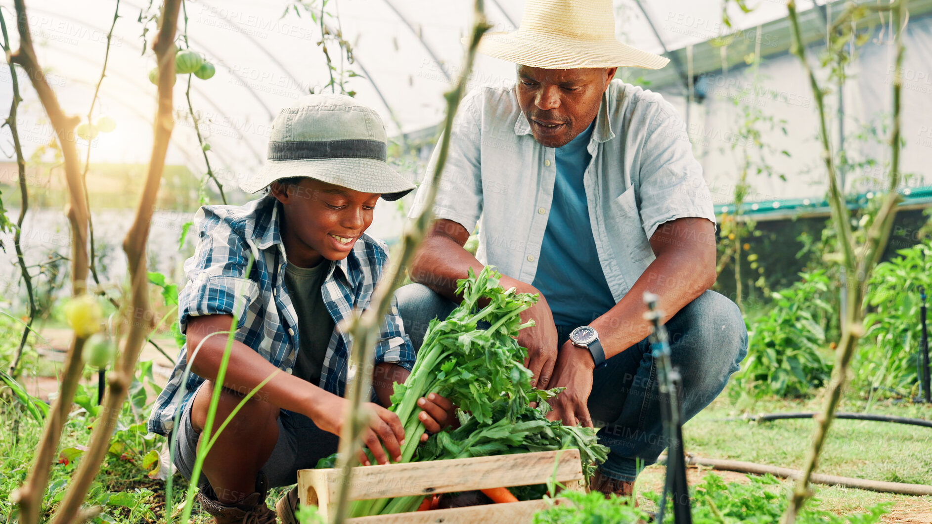 Buy stock photo Gardening, father and boy with vegetables, help and greenhouse with nature, bonding together and son. Black family, dad and parent with child, agriculture and teaching with environment and harvest