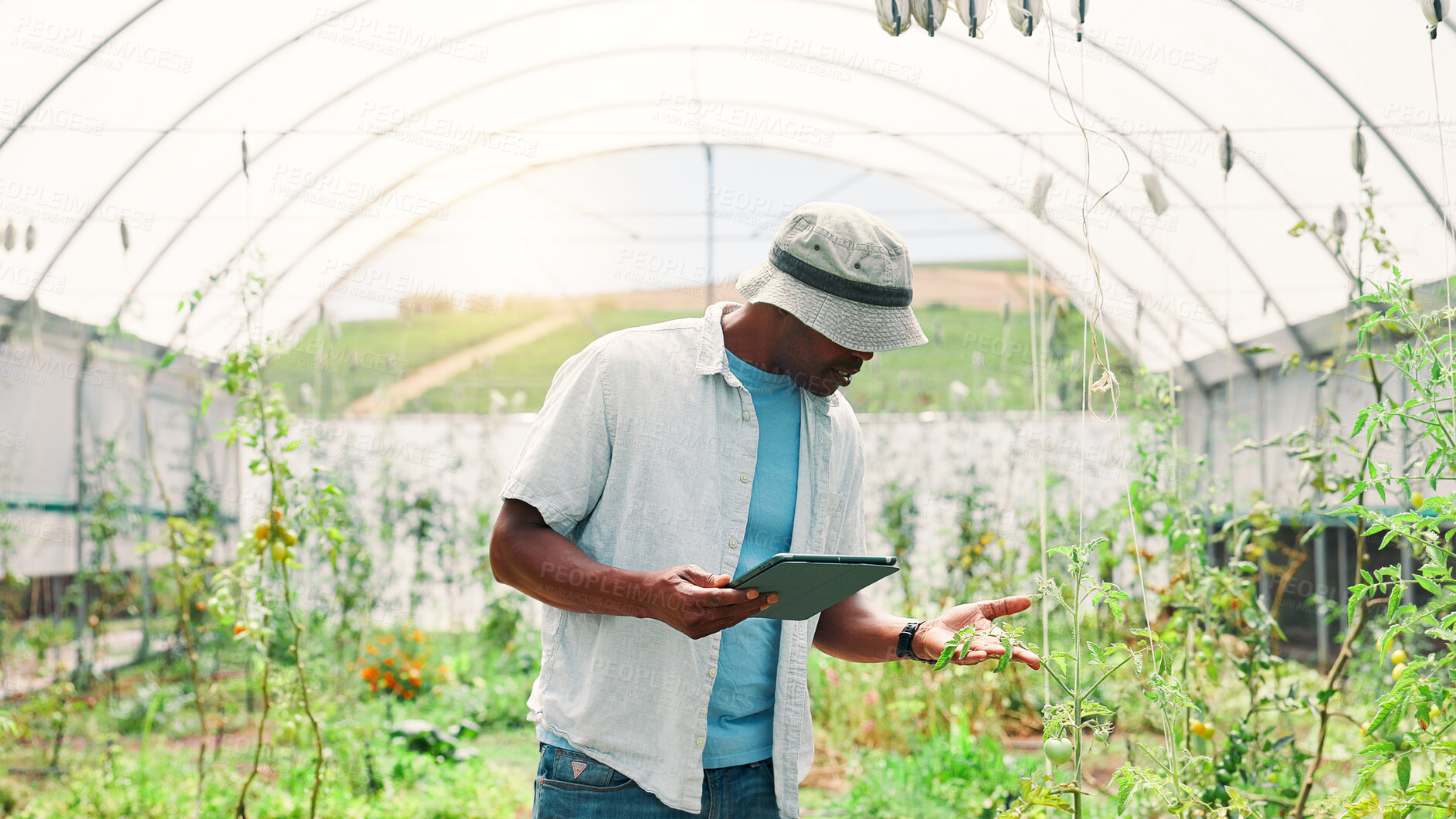Buy stock photo Greenhouse, black man and plants with tablet for agriculture, information and app for harvesting tips. Farming, male person and farmer with tech for online inspection, sustainability and crops growth