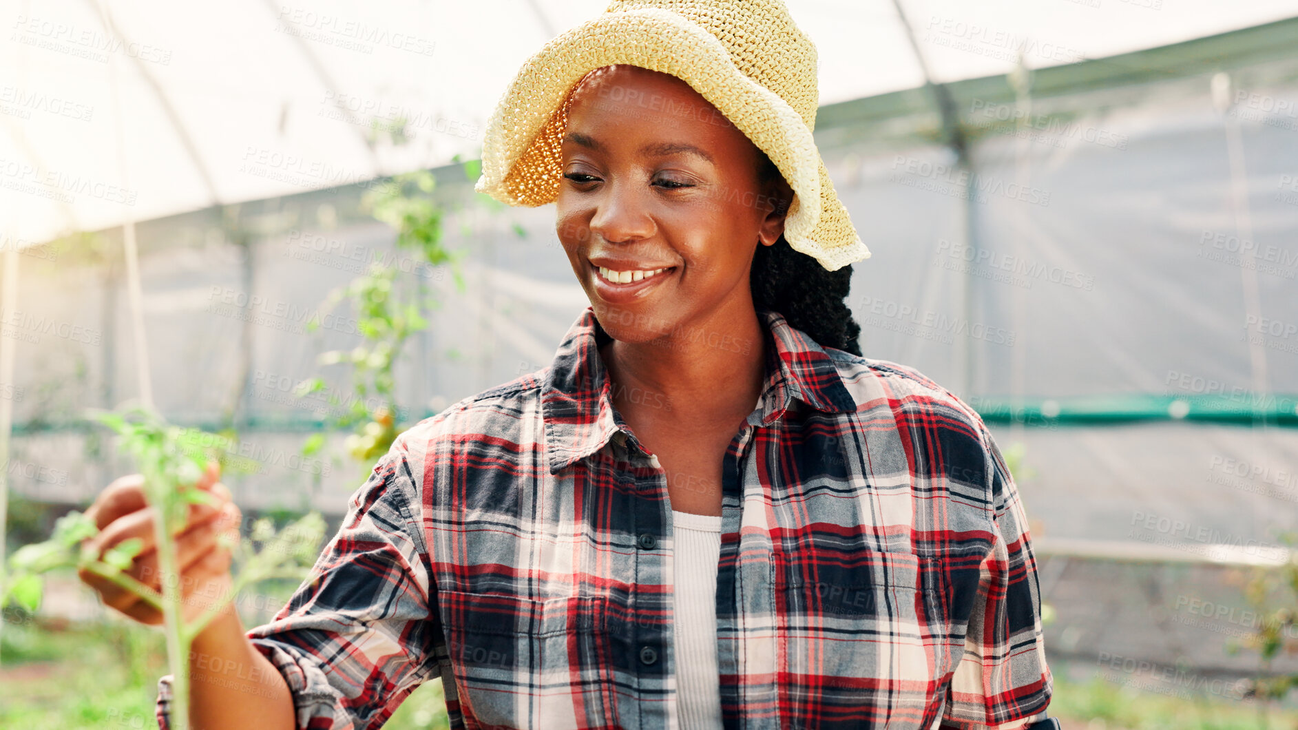 Buy stock photo Greenhouse, gardening and black woman with plants, harvest and pride with environment. African person, countryside and farmer with agriculture, sustainability and happiness with vegetables or smile