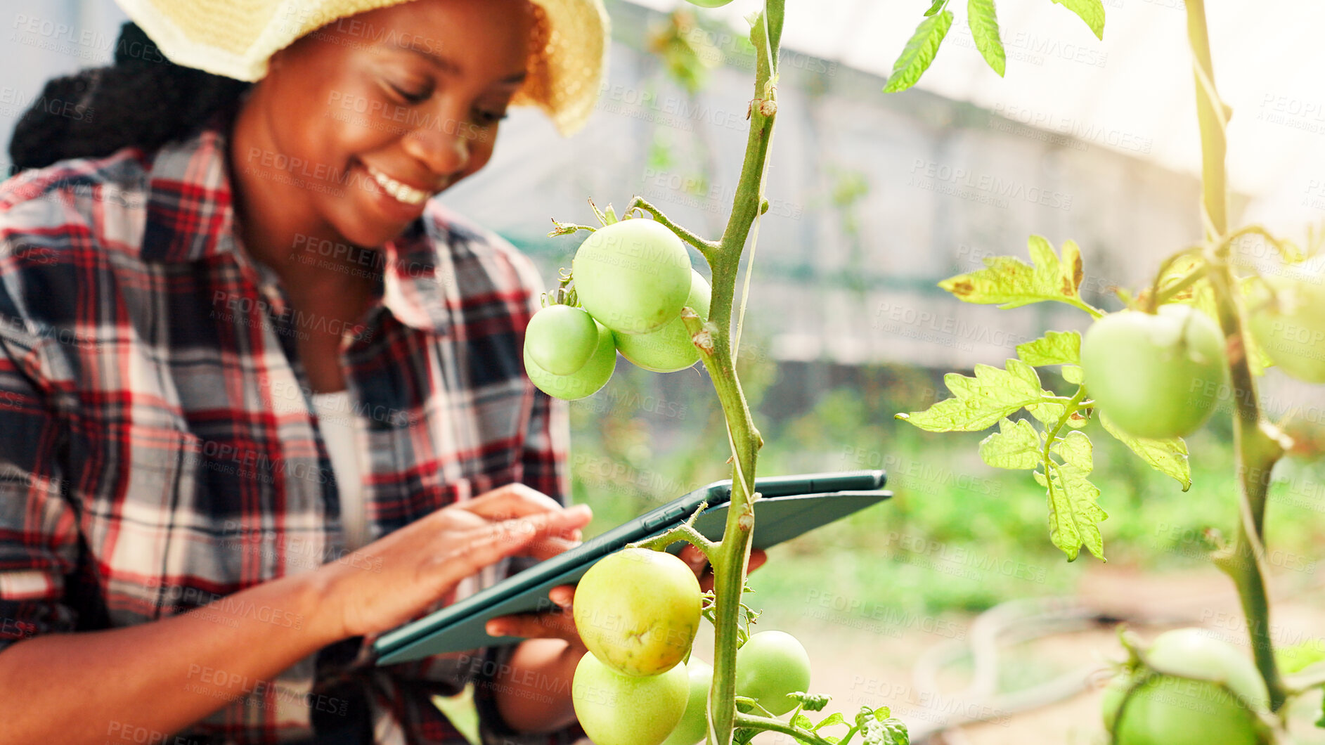 Buy stock photo Woman, farmer and tablet in greenhouse, tomato and inspection for growth, smile and quality assurance. Black person, touchscreen and stats with plants, sustainability and eco friendly agriculture