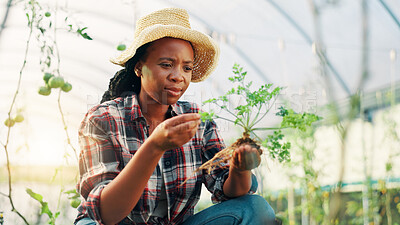 Buy stock photo Greenhouse, gardening and black woman with nature, inspection and pride with agriculture. African person, countryside or farmer with harvest, check vegetables and happiness with environment or plants