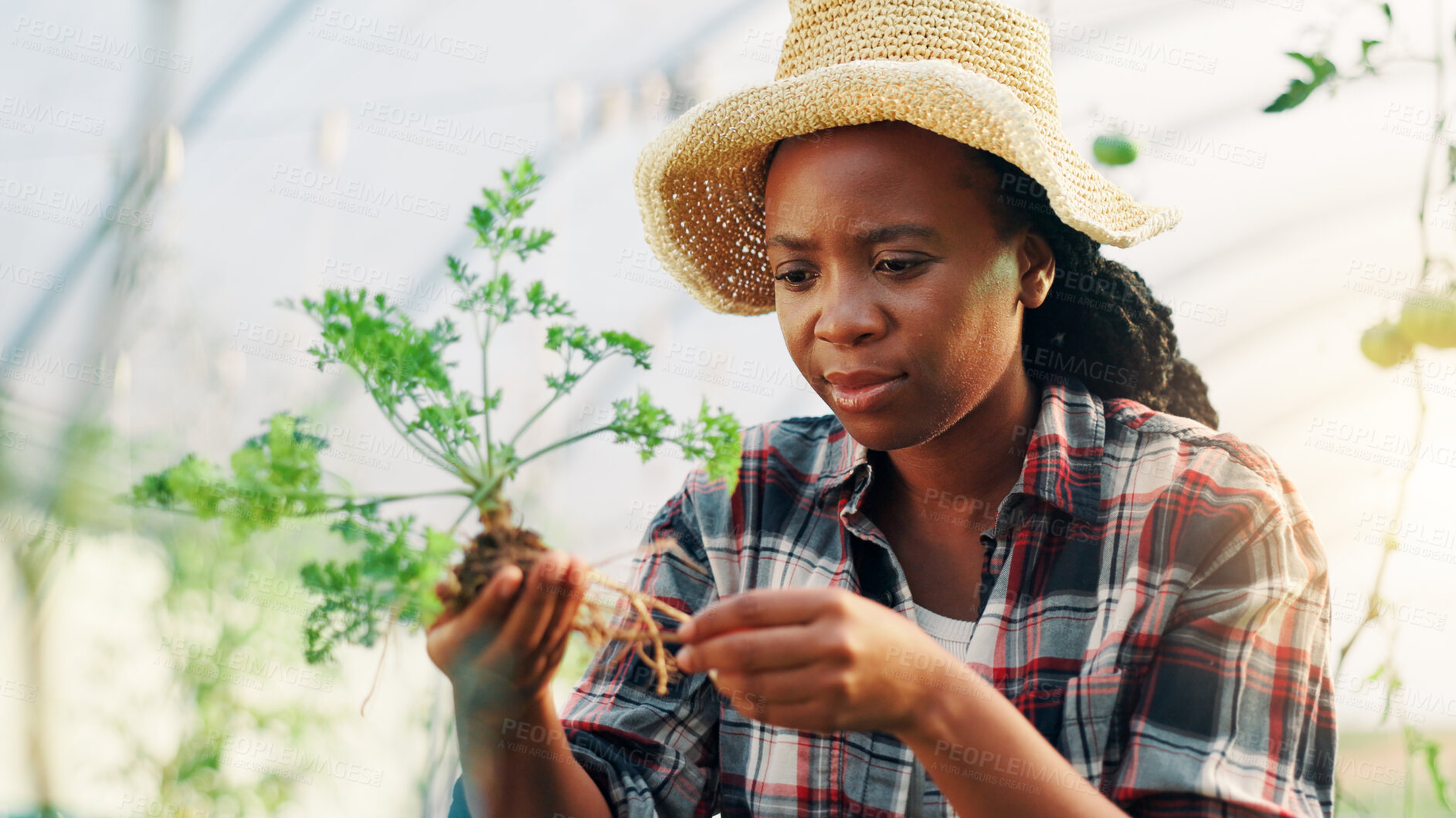 Buy stock photo Woman, plant and check roots in greenhouse for growth, crops and inspection with quality assurance. African person, concern and farming with sustainability, review and leaves with agro development