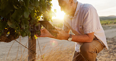 Buy stock photo Agriculture, vineyard and senior man with tablet, inspection and digital app for quality control. Farmer, business owner and mature person with tech, inventory and harvest with industry and produce